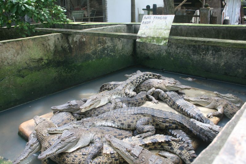 About Indonesia » Blog Archive » Medan crocodile farm