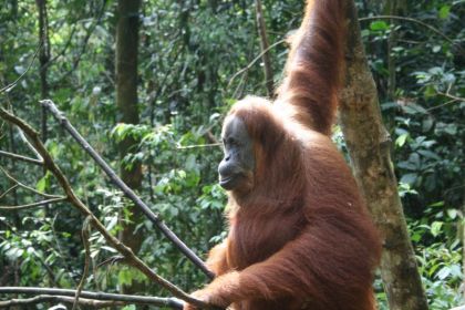 Sumatra Orangutans