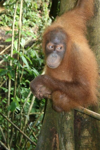 Sumatra Orangutans